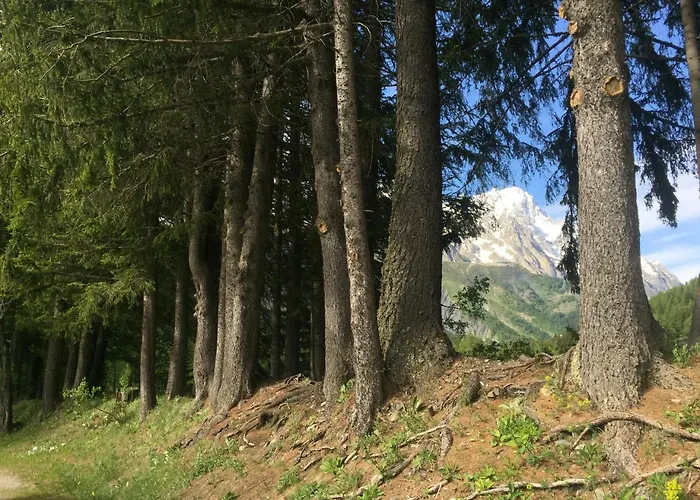 Hobo كورمايور